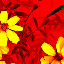 语言翻译的网络ddos监测分析工具